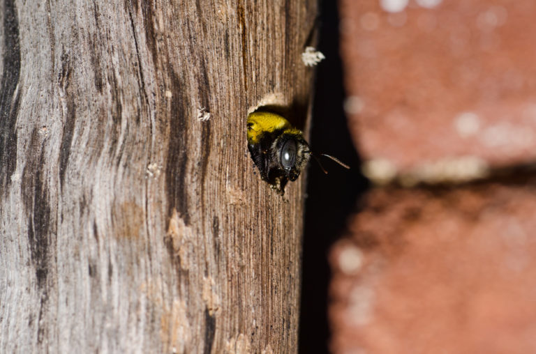 How serious is a carpenter bee sting Wasp Control Services