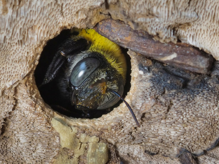 How to treat carpenter bee holes Wasp Control Services