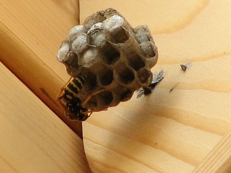 Getting Rid of Wasp Nest