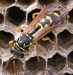 Wasp Nest Control