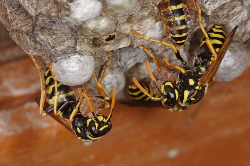 What You Need to Know About Wasp Removal Services