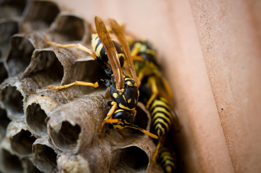 Wasp Nest Removal