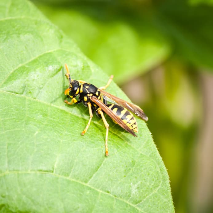 Wasp Removal Services