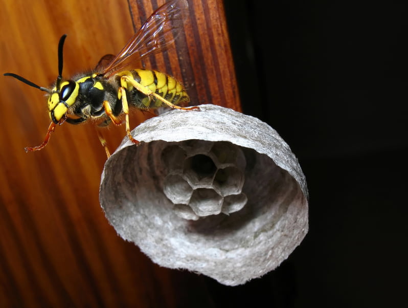 danger of wasps