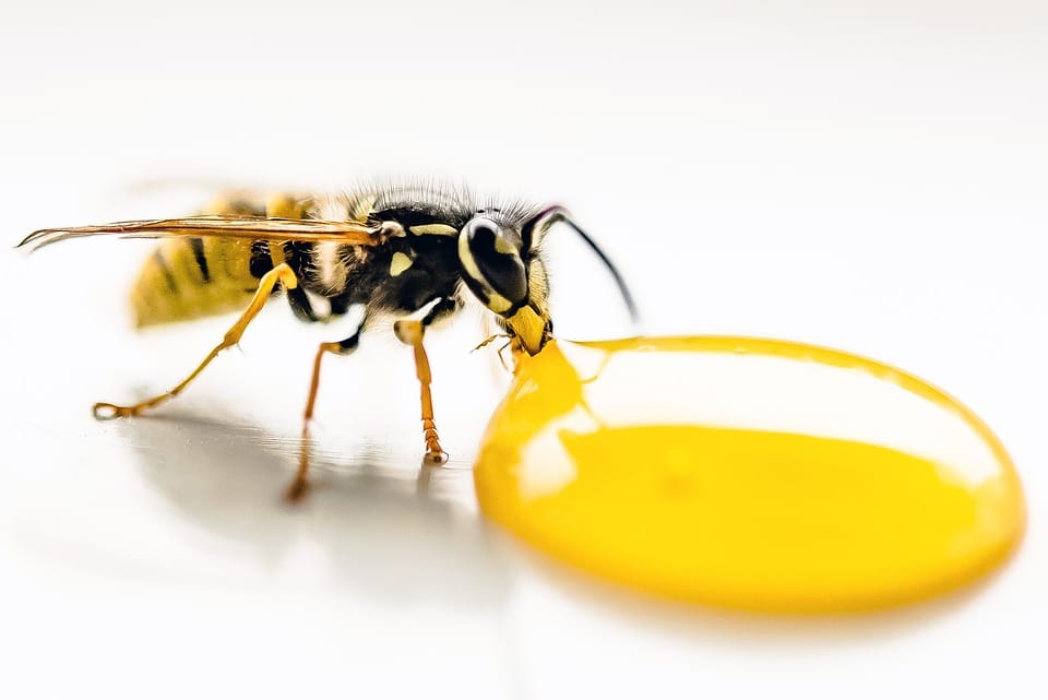 Do It Yourself Remedies for Getting Rid Of Wasp in Your House