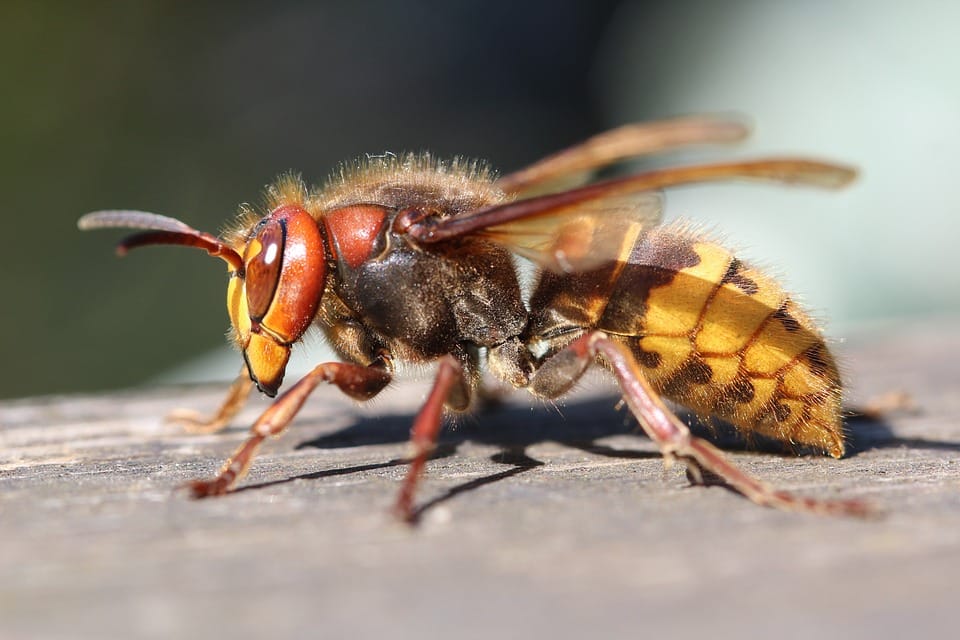 How Do You Get Rid Of a Large Hornets Nest