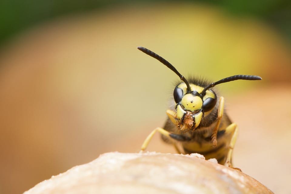 How Do You Keep Wasps from Coming Back?