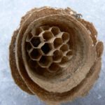 small hornet nest
