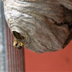 wasp nest