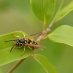 wasp removal Mississauga