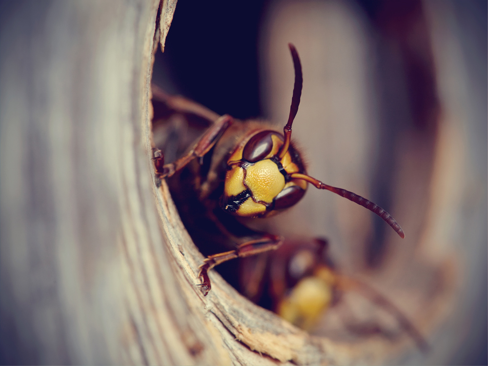 Are Yellowjackets and hornets the same thing