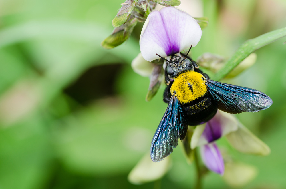 Biology and habits of carpenter bees-2