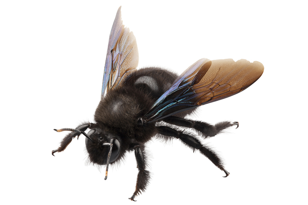 Carpenter bee life cycle