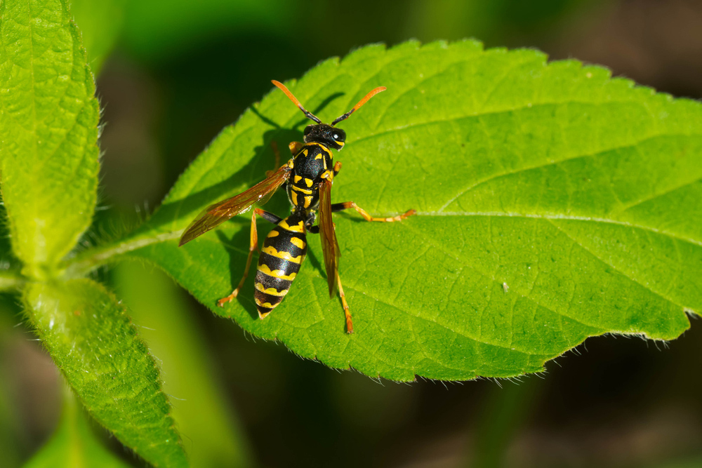 Common Wasp Types in Toronto-2