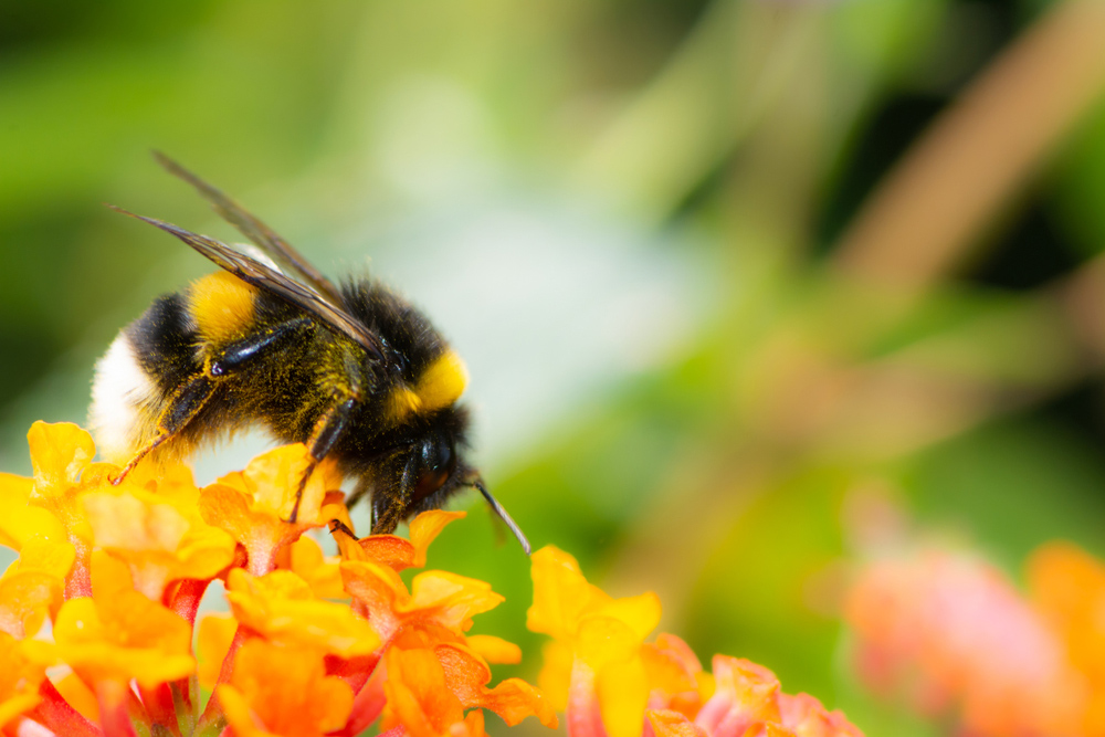 Difference between Bumble Bees and carpenter bees-2