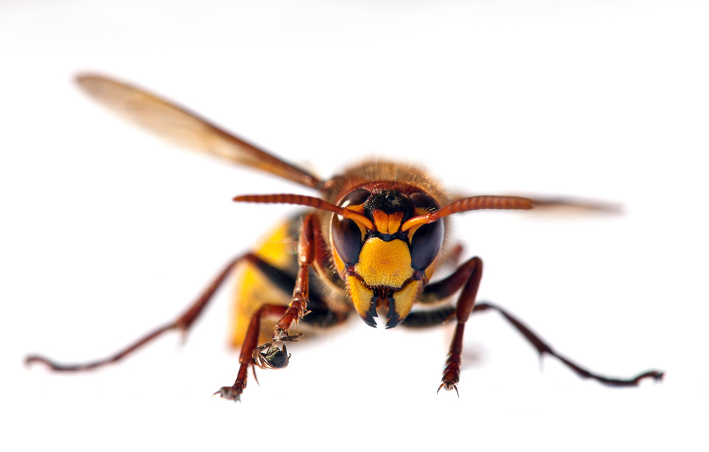 Difference between wasp and hornet's nest