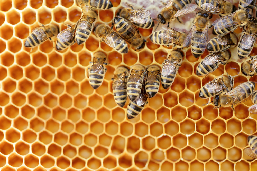Does smoke cause wasps to chill as it does for bees-2