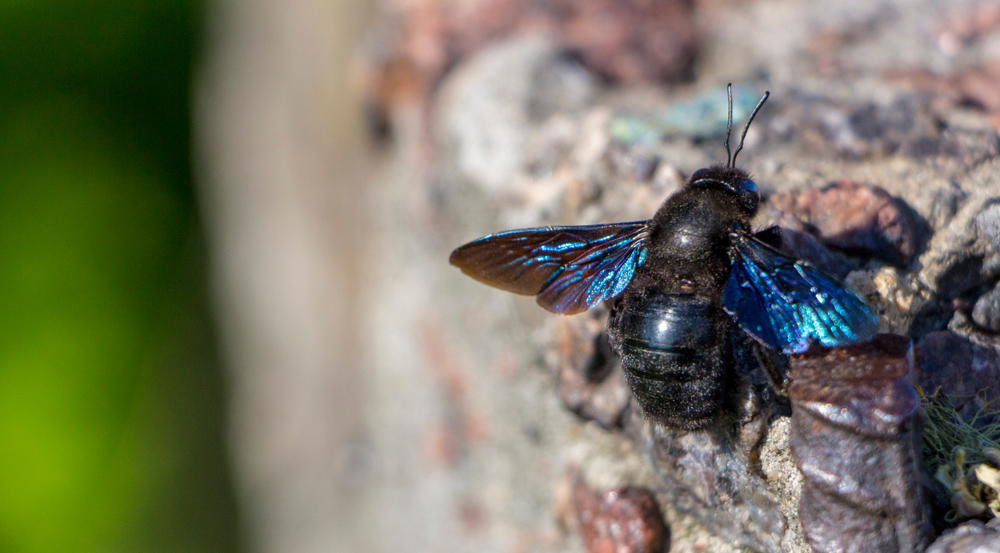 How to deal with a carpenter bee infestation