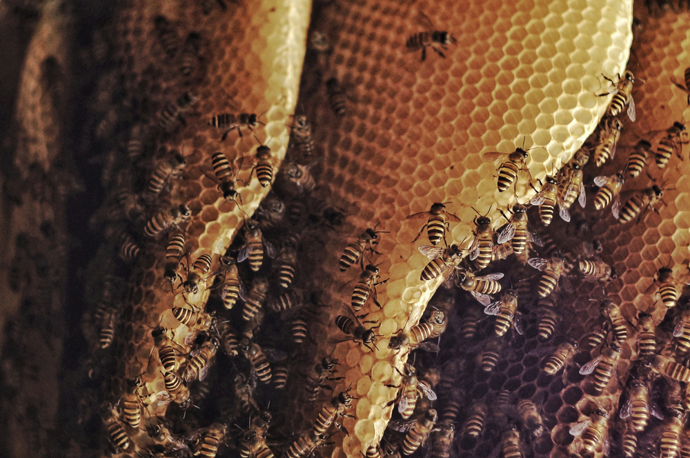 How to differentiate between bee and wasp nest