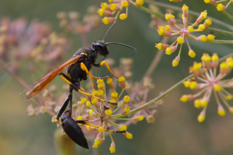 How to get rid of mud dauber wasps Wasp Control Services