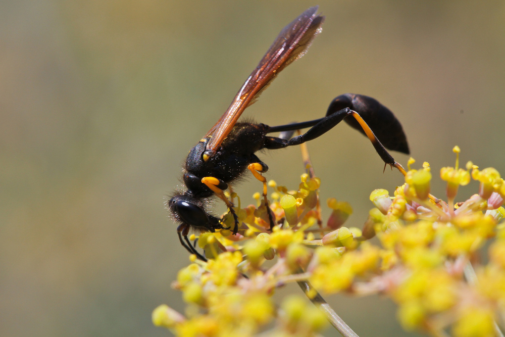 How to get rid of mud dauber wasps