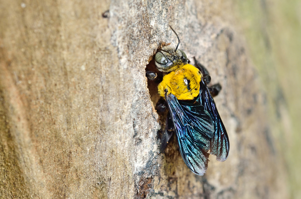 How to inspect property from a carpenter bee infestation
