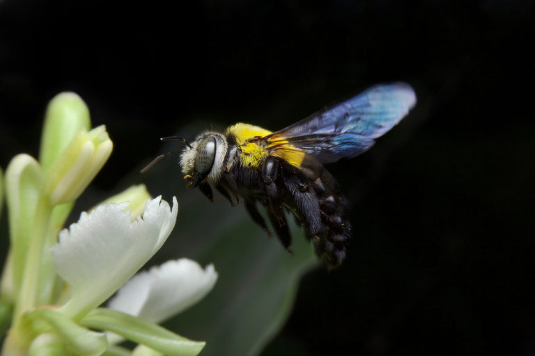 How to prevent carpenter bee damage Wasp Control Services