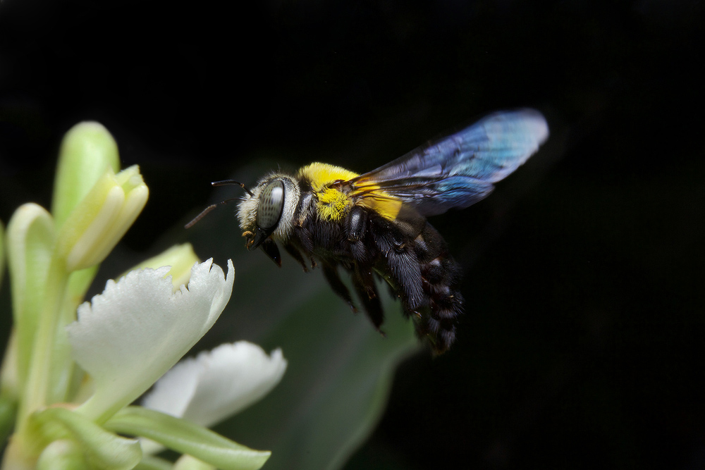 How to prevent carpenter bee damage