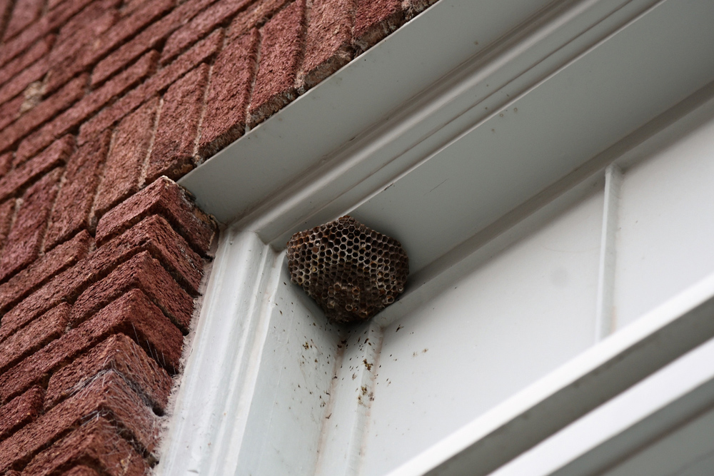 How to remove wasps nest around a window frame