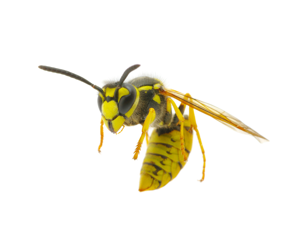 yellow jacket removal