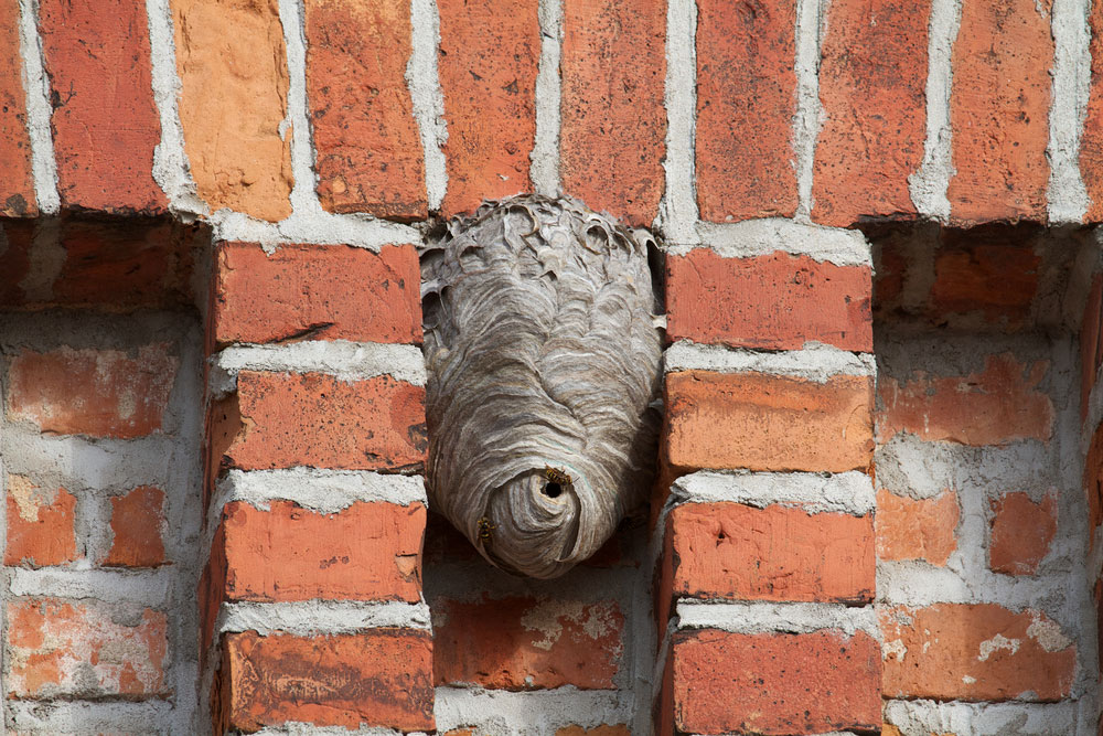 What to do about a wasp nest in the walls