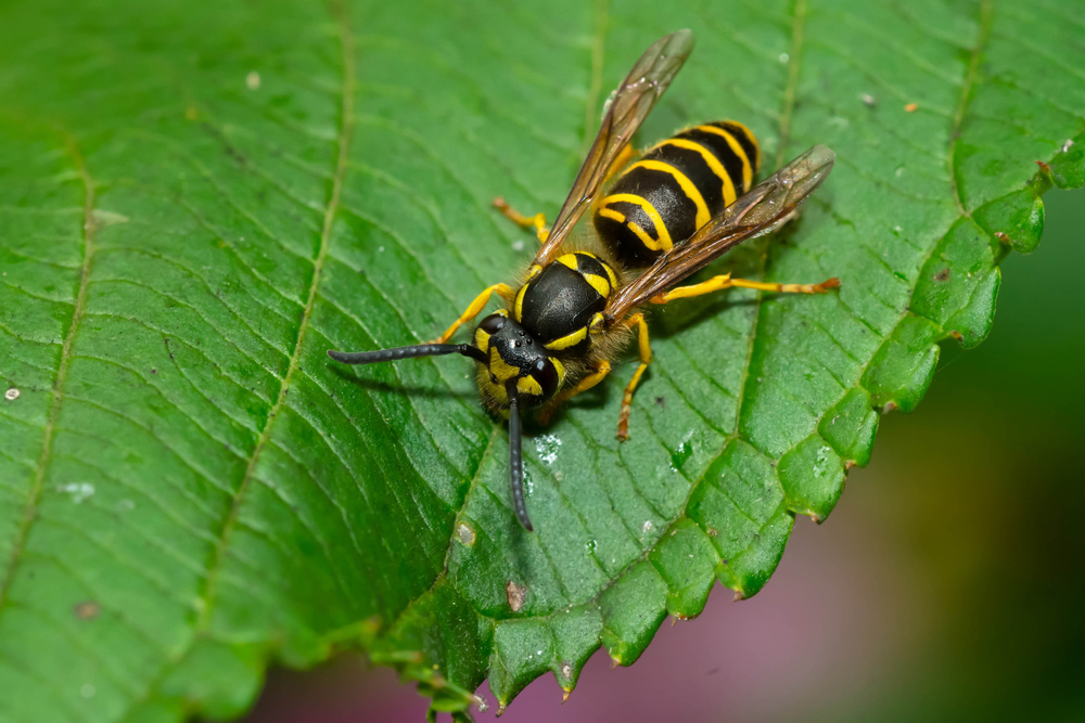 What type of wasps build nests in the ground