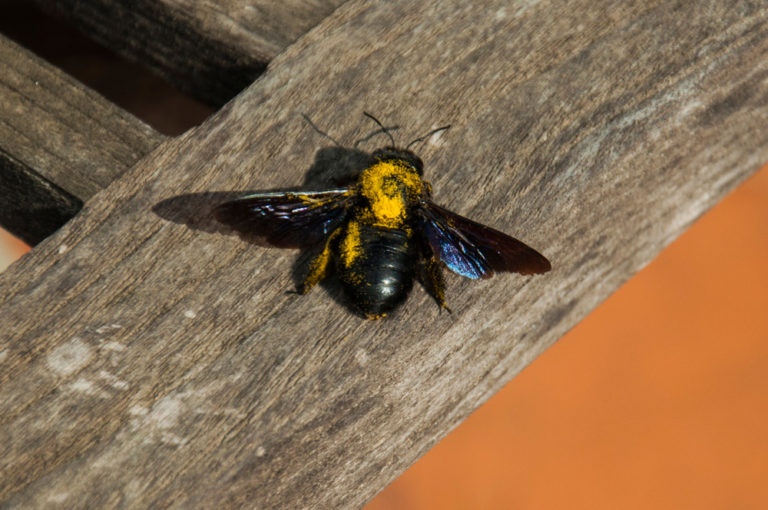 Why call professionals for a carpenter bee infestation