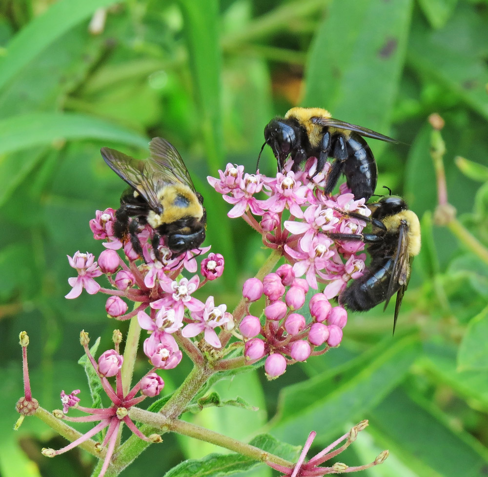 Why call professionals for a carpenter bee infestation