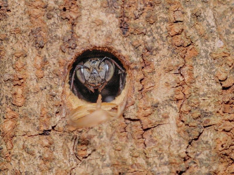 are carpenter bees dangerous to humans