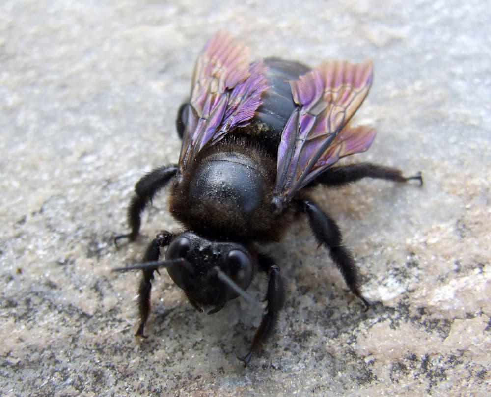 carpenter bee facts and control