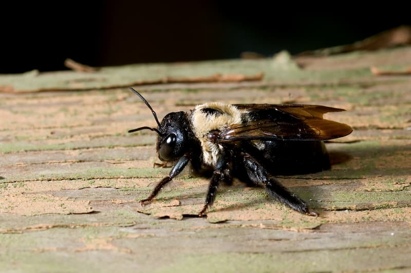 carpenter bees dangerous to humans