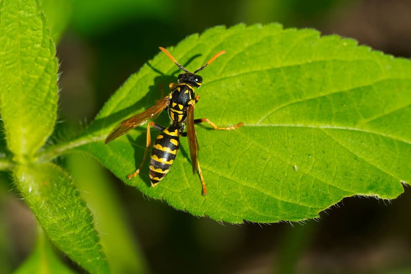 common wasp types in toronto