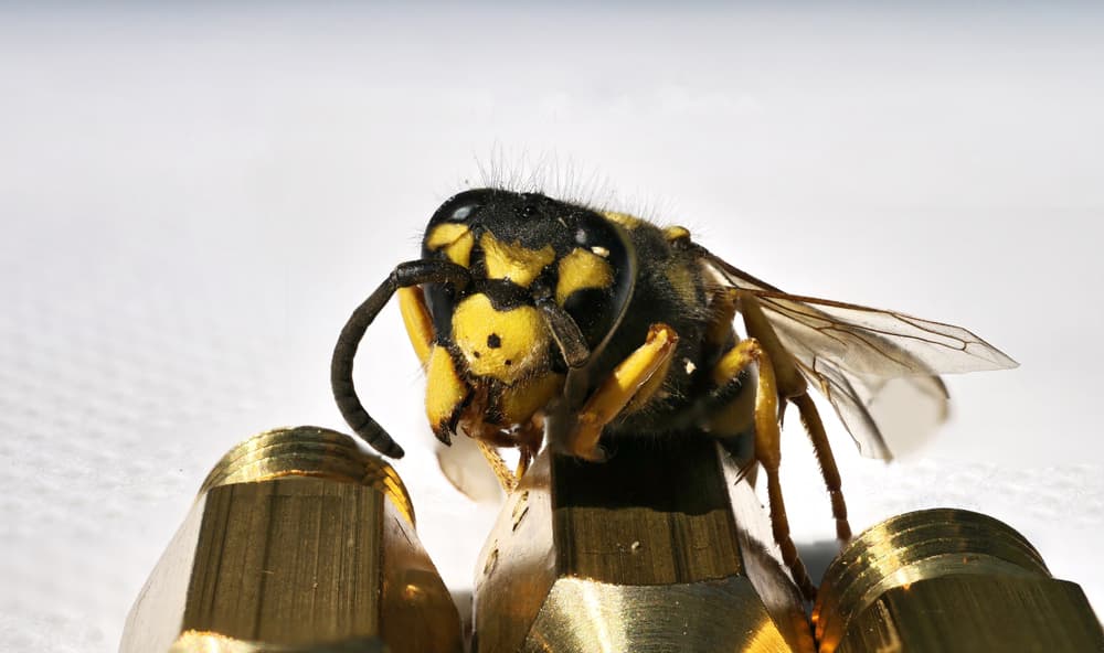 what are common wasp types in toronto