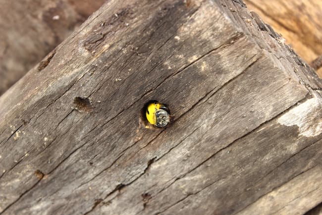 how carpenter bee traps work learn more 