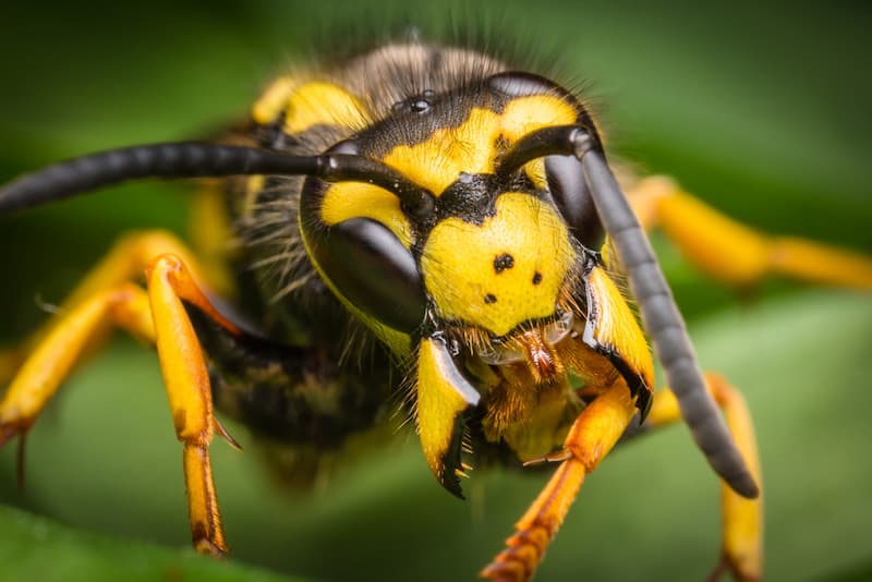 best ways to deter wasps