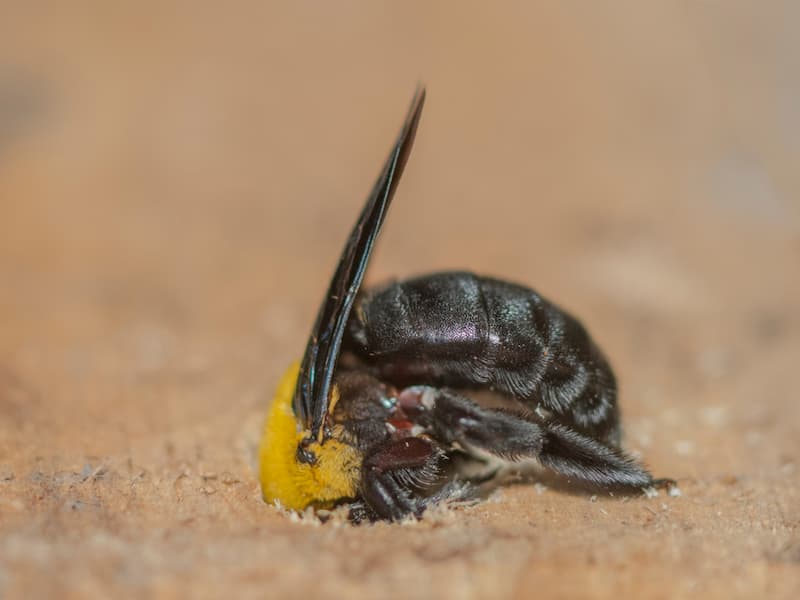 do carpenter bee traps work