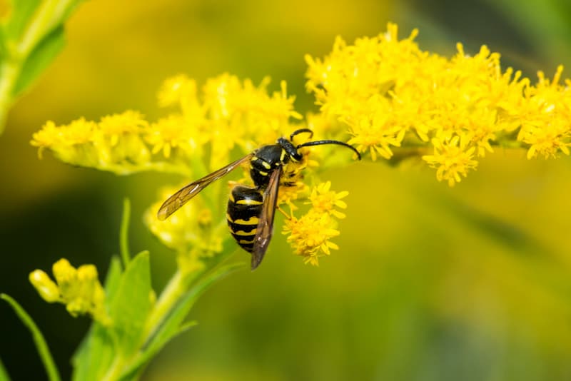 how to deter wasps