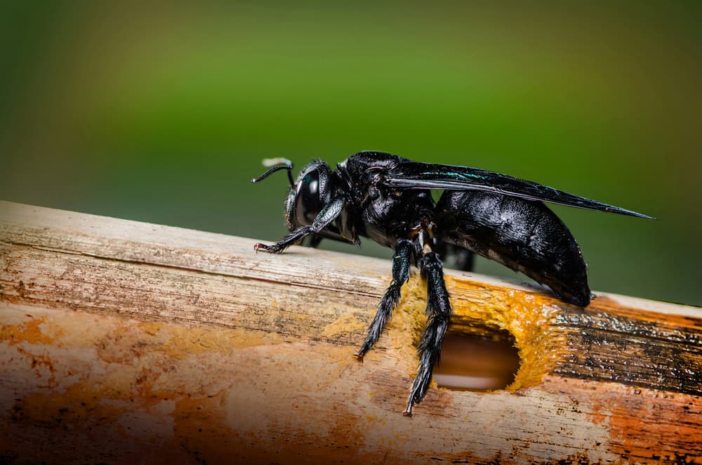 how to get rid of carpenter bees