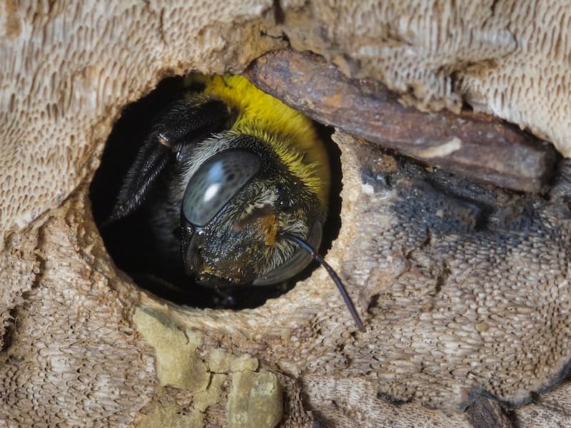 how to treat carpenter bee holes