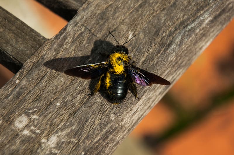 signs of carpenter bee infestation