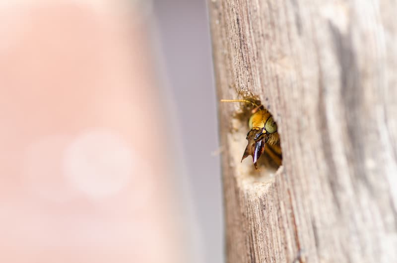 Identify early Signs of Carpenter Bee Infestation