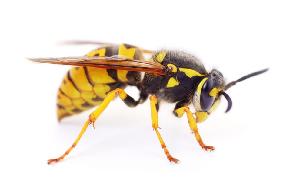 wasp control and removal service