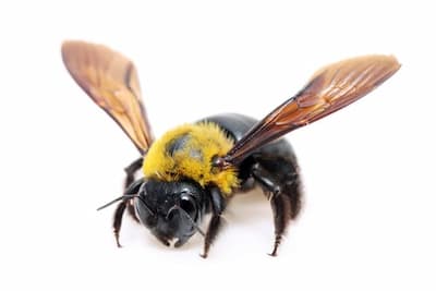 carpenter bees peterborough