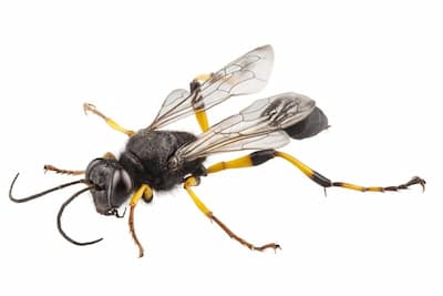 mud daubers peterborough